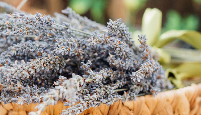 Lets Talk About Lavender