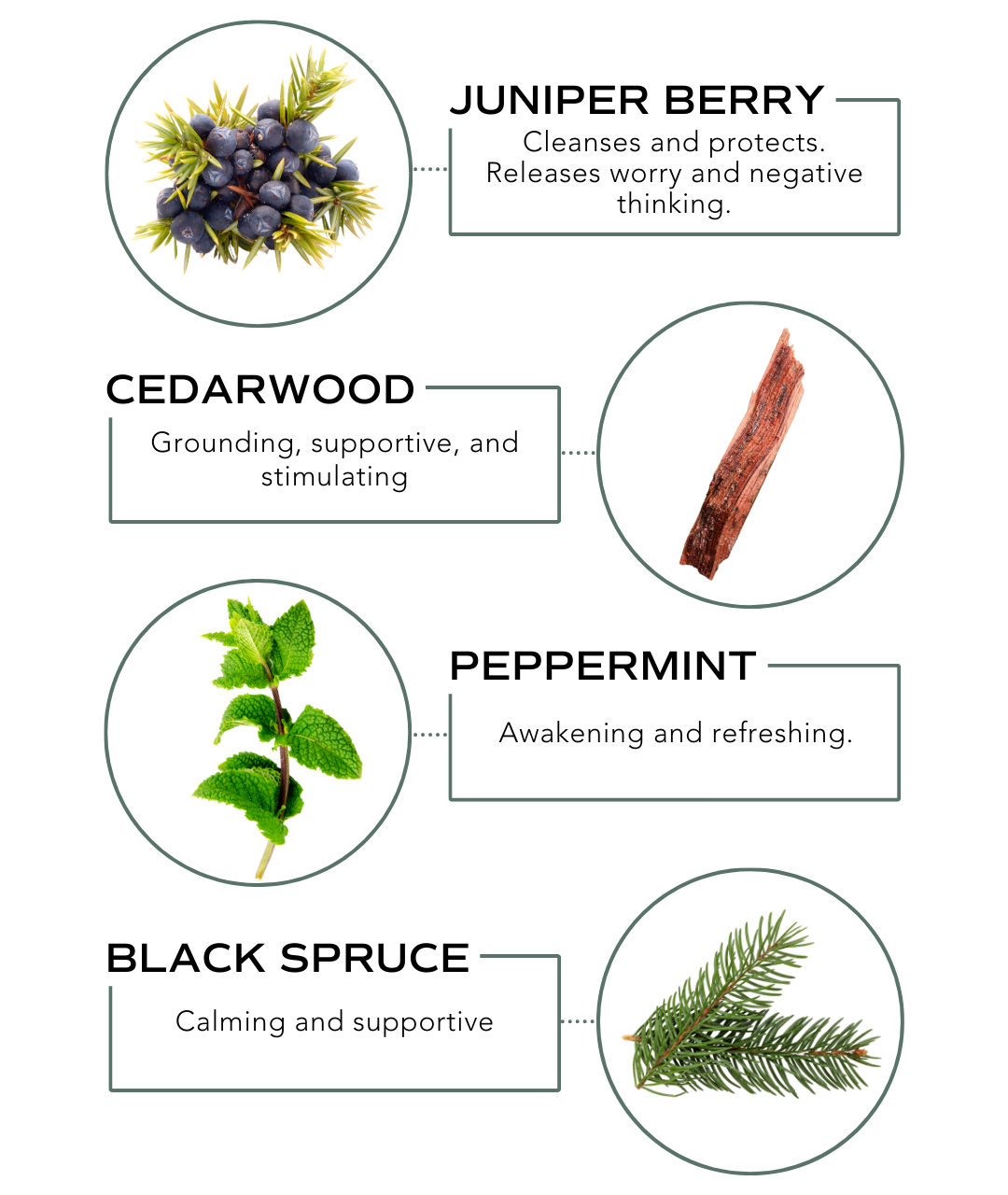 Essential Oil Blend - Balance